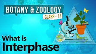 What Is Interphase  Cell Division  Biology Class 11 [upl. by Sialac240]