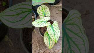 Caladium plant information and care 🪷🌱 [upl. by Erin912]