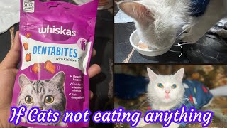 Jab Cat kuch na Kha rhi ho to ye khilayen  if your cat doesnt eat anything then give this treat [upl. by Puklich]