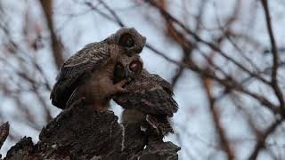 Great Horned Owlets preening [upl. by Ylrevaw169]