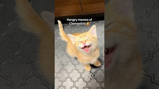 Clementine 🍊 hasn’t been fed in 5 minutes 😮‍💨😭 babykittens cat orangecat hangry meowcats [upl. by Tyra]