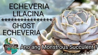 91100 Echeveria Lilacina  Ghost Echeveria Succulent Guide • Monstrous Lilacina explained [upl. by Naruq]