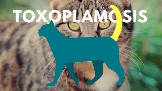 Toxoplasma gondii ❤ [upl. by Corso44]