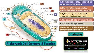 Prokaryotic Cell Structure and Function in 5 minutes Biologyexams4u [upl. by Will]