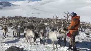 Reindrift i sørnorge  Reindeer Operating over a year in Jotunheimen [upl. by Courtney477]