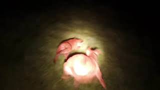 Lamping foxes with lurchers HD 2021 pt1 [upl. by Pish542]