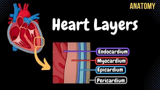 Anatomy of the Heart Layers Conducting System amp Topography [upl. by Ecnarual356]