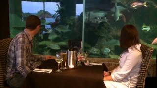 35 South  Paihia Aquarium Restaurant [upl. by Yme]