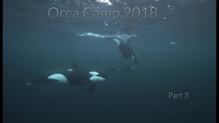 Nature TV  Freediving mit Orcasin Norwegen  proWINpro nature Orca Camp 2018  Teil 3 [upl. by Emyle]