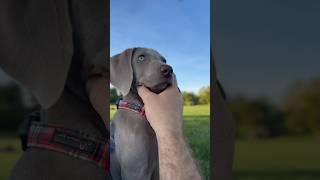 Weimaraner puppy [upl. by Sheppard460]