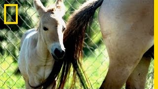 Endangered Horse Birth  National Geographic [upl. by Yrreg340]