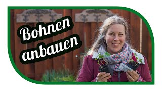 Bohnen anbauen 🌱 Unsere Tipps für Stangenbohnen und Buschbohnen [upl. by Gilpin]