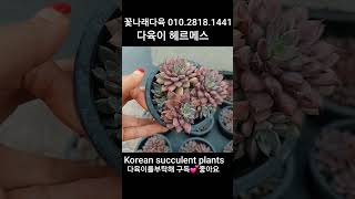 다육이 헤르메스 💕 꽃나래다육 01028181441 Korean succulent plants 다육식물 plants 다육 garden ceramic 다육화분 [upl. by Missi717]