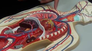 A P 2 artery and vein model2 [upl. by Norrahs]