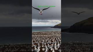 Albatross bird sharkar19 birds tamil amazingfacts chicken [upl. by Nessi868]