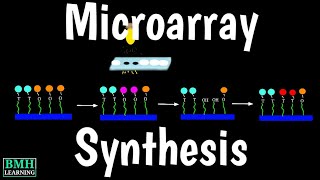 DNA Microarray Synthesis  DNA Microarray Fabrication [upl. by Gladstone533]