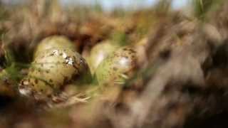 Whimbrel Hatch [upl. by Lottie]