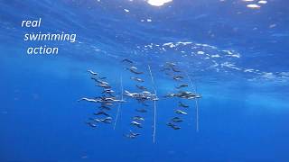 Dredge Fishing Underwater Video featuring Motion Dredge Baits [upl. by Spike]