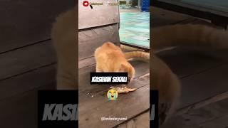 Si Oyen kasihan shortsfeed [upl. by Zinn742]