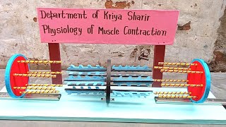 physiology of muscle contraction model  sarcomere model  kriya sharir model [upl. by Casady428]