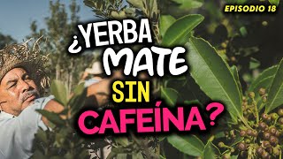 ¿Yerba Mate SIN CAFEINA  El Podcast del Mate  18 [upl. by Aehsa]