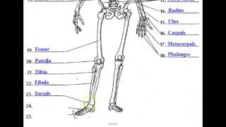 The Skeletal System [upl. by Nit]