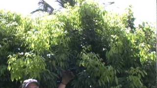 A09 Pruning a lychee tree [upl. by Clemens]