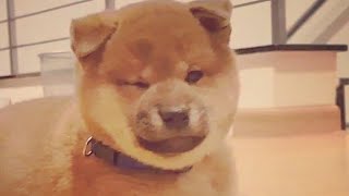 He dogewalk and seduss  MLIP  Ep 198  Shiba Inu puppies [upl. by Sletten]