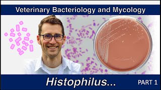 Histophilus and Glaesserella Part 1  Veterinary Bacteriology and Mycology [upl. by Helas]