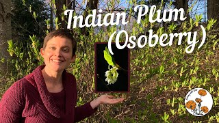 Indian Plum Osoberry Ep 21  Botany with Brit [upl. by Whitson]