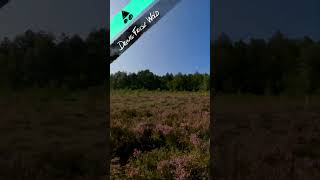 MTB Appelscha 🌳🚵 nature drenthe friesland mtb [upl. by Beauregard248]