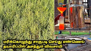 தவனம் விவசாயம் செய்து எண்ணெய் தயாரிப்பில் அதிக லாபம்  davanam cultivation in tamil  marikolunthu [upl. by Nageet]