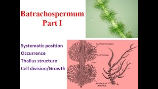 Batrachospermum Part I Thallus structure Cell division Growth [upl. by Ahsiuqel]