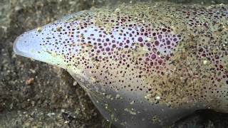 Active Chromatophores on Dead squid [upl. by Ardnasirhc]