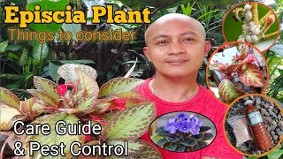 EPISCIA PLANT  Things to consider in growing  Care Guide [upl. by Jenkins]