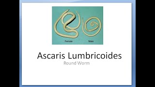 Parasitology 207 a Ascaris Lumbricoides Round worm helminth morphology life cycle rhabditiform larva [upl. by Conner]