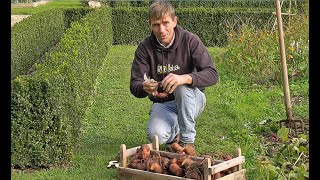 LA PATATE DOUCE UN LÉGUME ULTRAFACILE  CULTURE CONSEILS RÉCOLTE VARIÉTÉS DÉGUSTATION [upl. by Harriman]