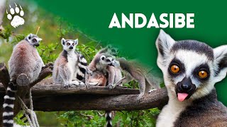 Une forêt unique au monde  Parc national dAndasibe Madagascar  Documentaire HD [upl. by Nicolea783]