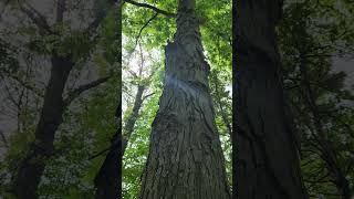 Shagbark hickory Carya ovata an eastern North America tree [upl. by Downall]