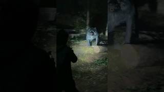 Wolf Attackalanwake2 alanwake horrorgaming wolf shorts gameplay gaming 4kgameplay shortfeed [upl. by Tallbot]