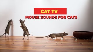 Mouse Sounds Compilation for Cats🐀 CAT TV 🐈 Mouse Sounds to Attract Cats 3 Hours [upl. by Annazus]