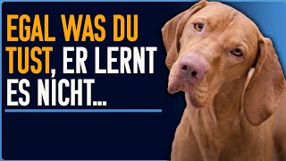 unerwünschtes Verhalten wird trotzdem gezeigt Wenn Hunde es eigentlich besser wissen [upl. by Sera]