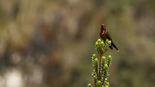 Chalcostigma herrani Rainbow Bearded Thornbill [upl. by Terle245]