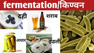 fermentation in hindiethanol and lactic acid and alcohol fermentationfermentation process [upl. by Jevon]