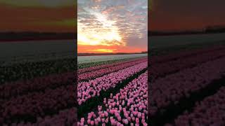 sunset so Beautiful asmr asmrsounds satisfying satisfyingvideo [upl. by Hayton]