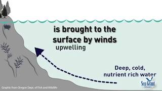 15 Second Science  Upwelling [upl. by Herschel]