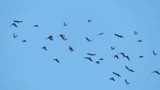 Western Jackdaw Coloeus monedula Kauw Landtong Rozenburg ZH the Netherlands 5 Oct 2024 13 [upl. by Nalehp]