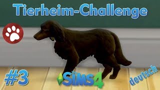 Sims 4  TierheimChallenge 3  Amica ist wieder da [upl. by Alaehcim]