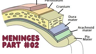 Meninges of the Brain BRAIN COVERINGS Part02 neuroscience neuro neuroanatomy neurology [upl. by Dulci]