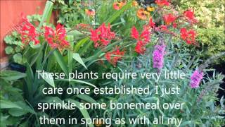 Crocosmia Lucifer In flower Dividing and caring Bulbs and corms HD [upl. by Yann]